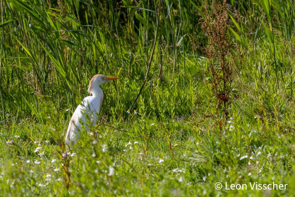 A Cattle Egret standing in a Dutch verge of tall grass and flowers