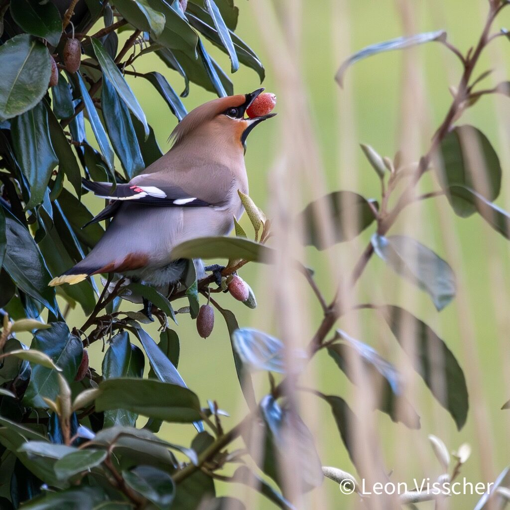 A Bohemian Waxwing eating a berry in a shrub